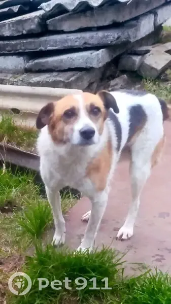 Пропала собака, Жиздринская ул, 27, Брянск - photo