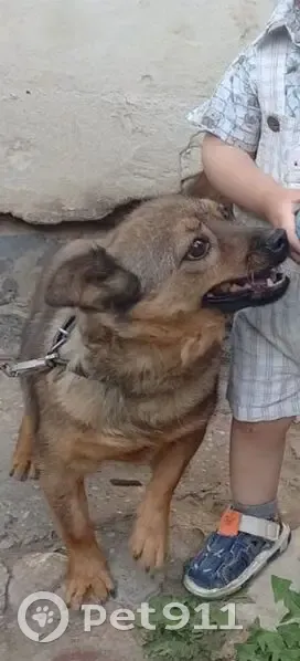 Пропала собака, Лесная улица, Москва - photo