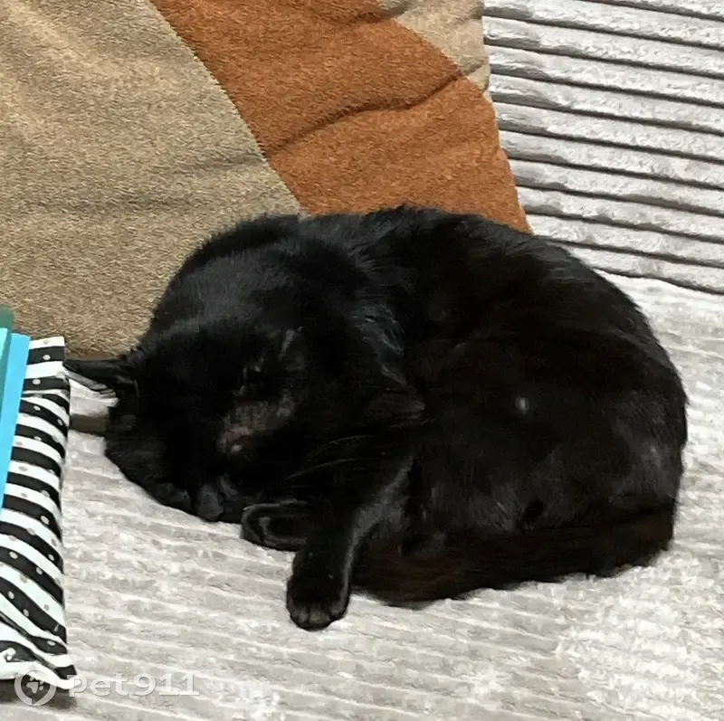 Пропала кошка, Ильинка, Садовая 6 - photo