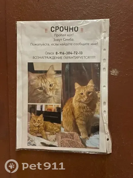 Пропал кот Симба, пр. Маршала Жукова - photo