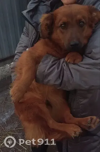 Пропал пёс в Новом Рассвете, Усть-Абакан - photo