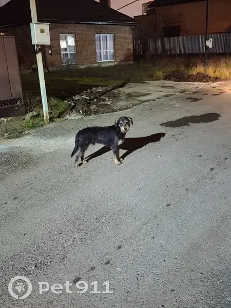 Собака найдена, Черешневая 19, Краснодар - photo