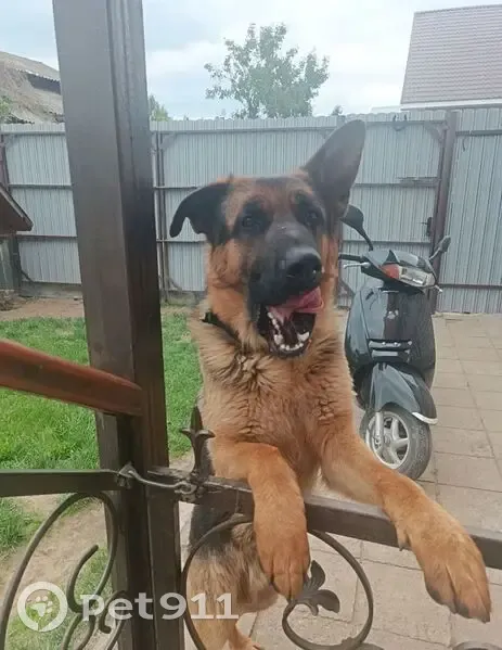 Пропала овчарка, Линейная ул., 5А, Киржач - photo