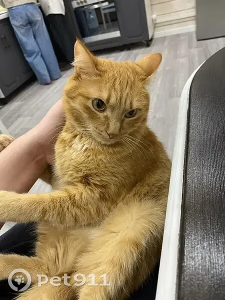 Пропала рыжая кошка, Есаульский с/с - photo