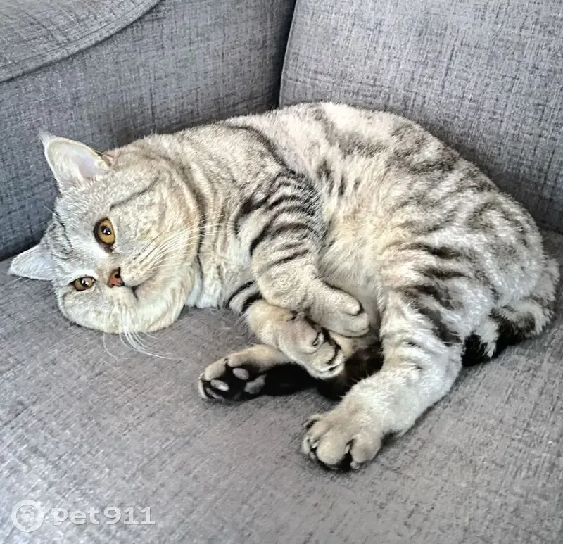 Пропала кошка, Култаево, Пермский край - photo