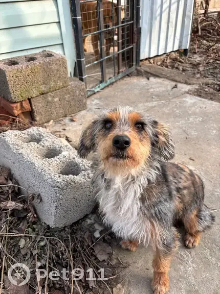Пропала собака на Летнем переулке, Астрахань - photo