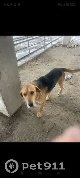 Найдена собака в Новорогачинском поселении - photo