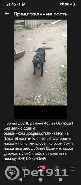 Пропала собака, ул. Пожарный 3, Борисоглебск - photo