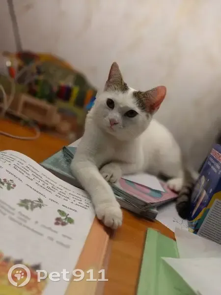 Пропала кошка, пр. Мусы Джалиля, 8/31 - photo