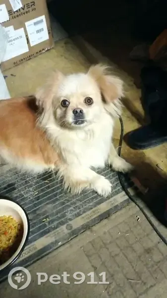 Пропала собака, проезд Репина, Краснодар - photo