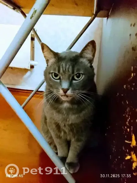 Пропала кошка, ул. Ефимова 8/2, Осинники - photo