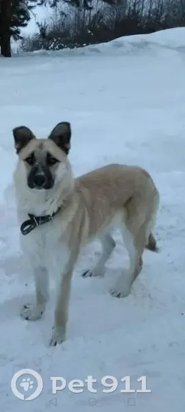 Пропала собака, Минское шоссе, 34К-116, 7 - photo