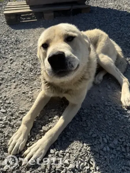 Пропала собака, Лебяжья ул. 99А, Кемерово - photo