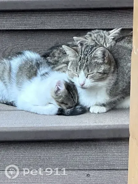 Пропала кошка, ул. Фрунзе, СПб - photo