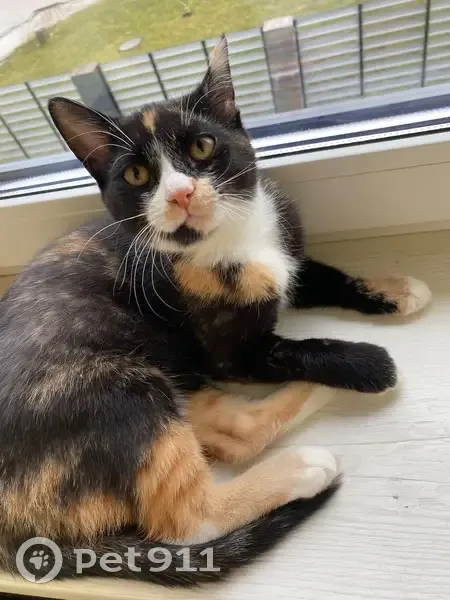 Пропала кошка, Берёзовая ул. 37, Дорожный - photo