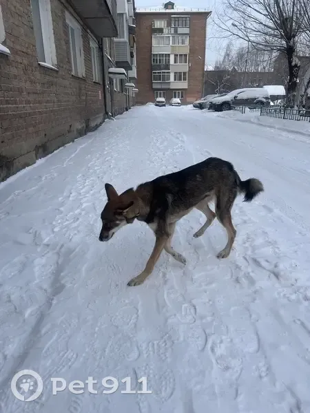 Щенок найден: ул. Яковлева, 22, Красноярск - photo