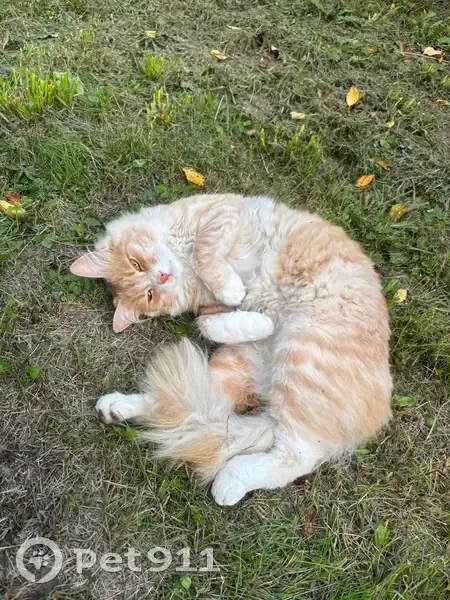 Пропала кошка: 3-я Институтская, 15, Мск - photo
