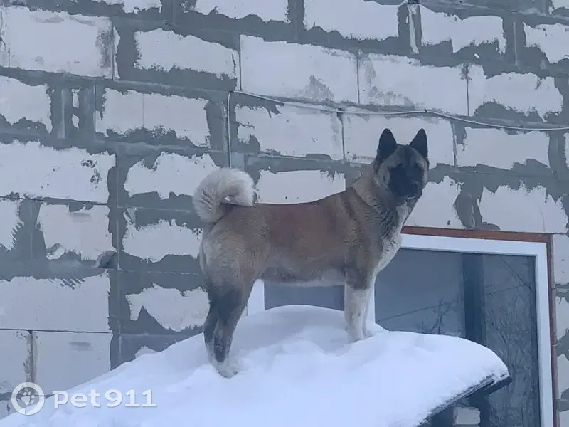 Пропала собака, Боровая ул., Бердск - photo