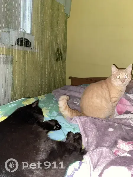 Пропала кошка Персик, ул. Пугачёва 13 - photo