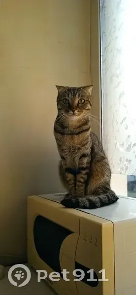 Пропал кот Борис, ул. Белинского 10, Казань - photo