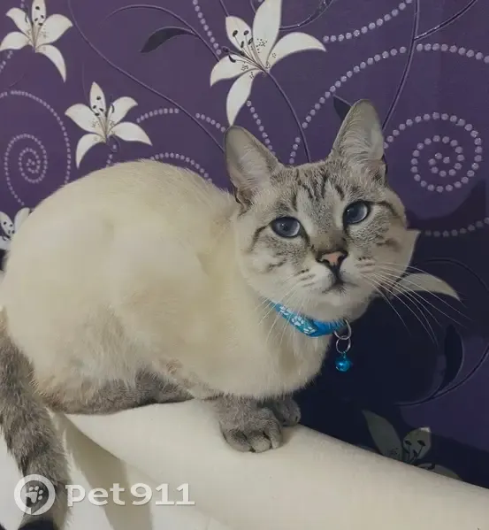 Пропала кошка, ул. Д. Бедного, Валуйки - photo