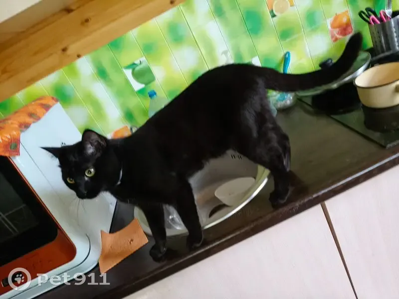 Пропал кот, КП Вельяминовский Уезд - photo