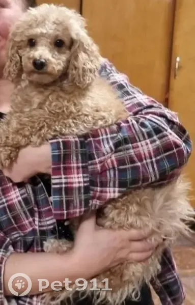 Пропала собака в Шошке, Коми - photo