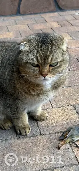 Пропал кот Лео, Лозовая 42, Ставрополь - photo