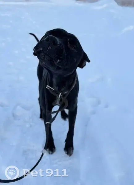 Найдена раненая собака, ул. Богдановича, 16 - photo