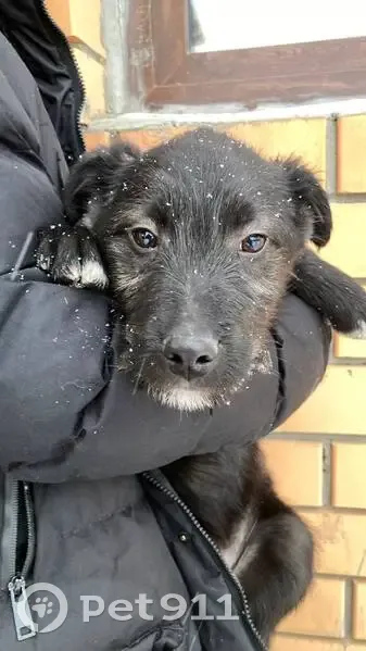 Пропала собака на ул. Васильевская, Паренкина - photo