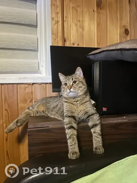 Пропала кошка, Майская ул., Ногинск - photo