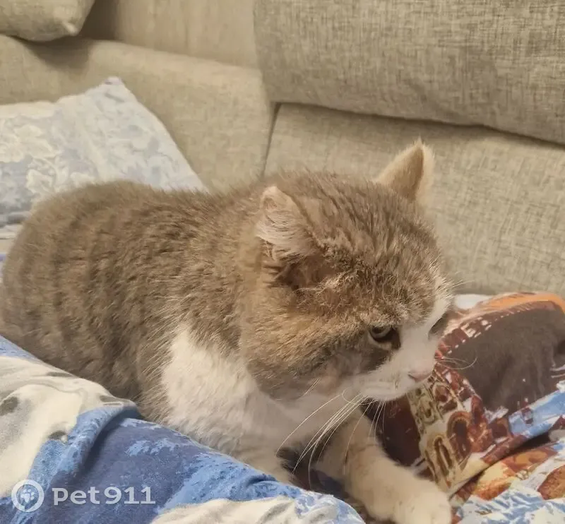 Пропал кот Тима, ул. Советской Армии, 271А - photo