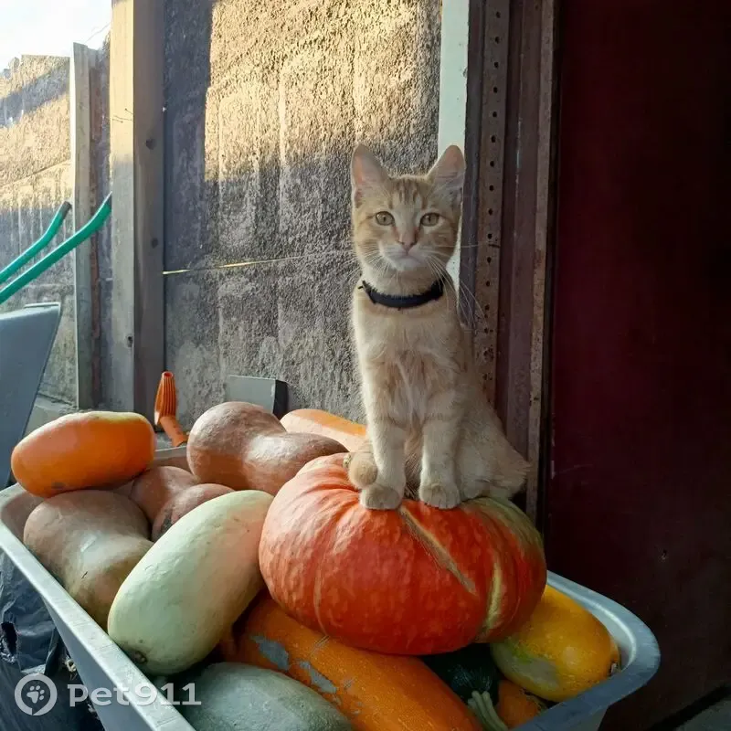 Пропал кот Рыжик, Верхняя ул. 109, Липецк - photo