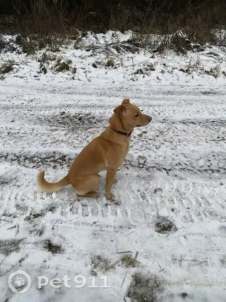 Пропала собака, Хозяйственный пр., 5 - photo