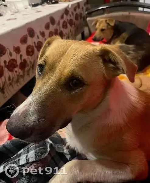 Пропала собака, Офицерская ул., Ростов-на-Дону - photo