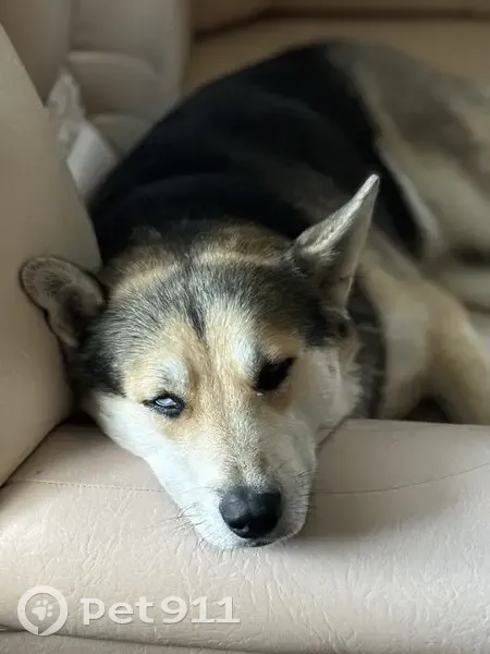 Пропал хаски у санатория 