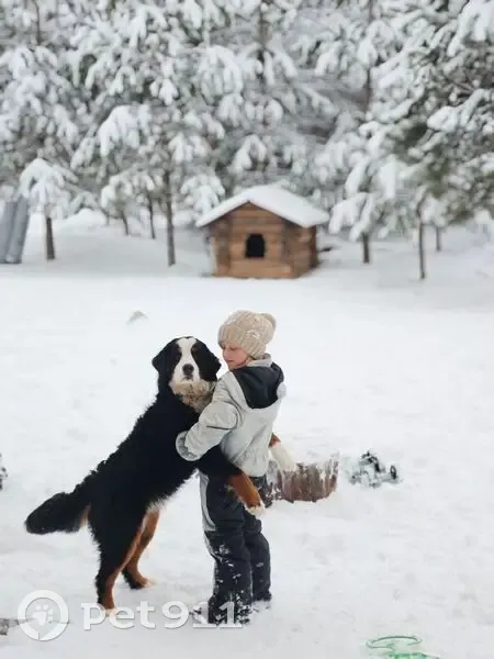 Пропала триколорная собака, Лавровское СП - photo
