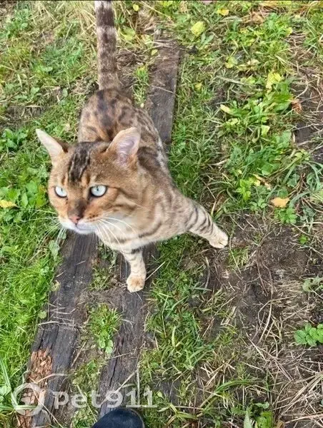 Пропала бенгальская кошка, МО, 11 янв. - photo
