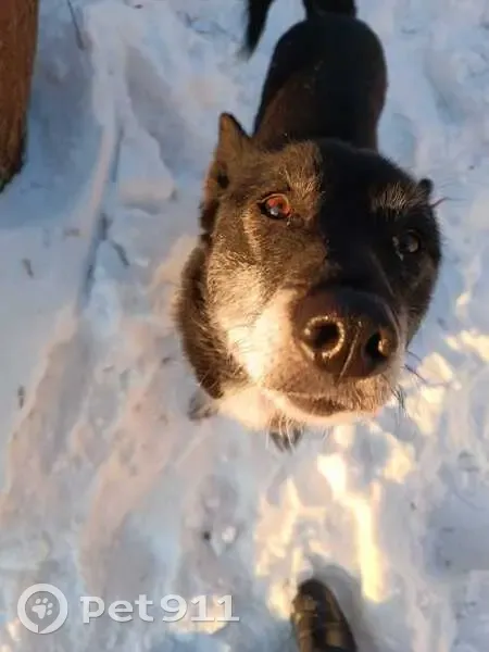 Пропала собака, Омск, пр. Мира 167/3 - photo