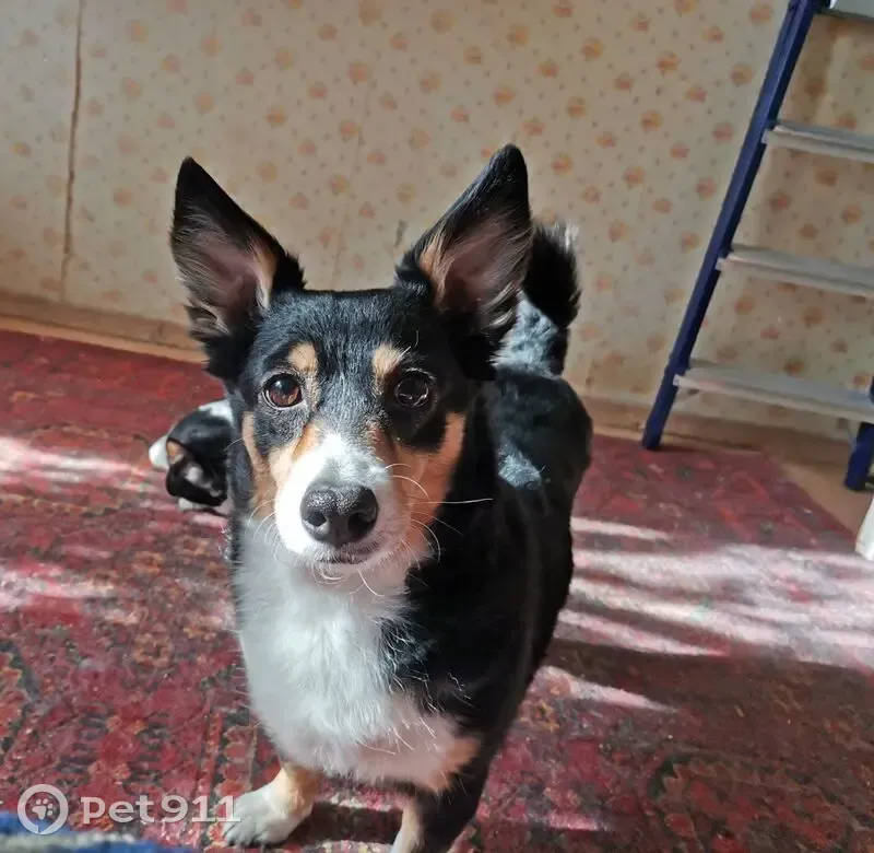 Собака пропала: ул. Сталеваров, 3Б - photo