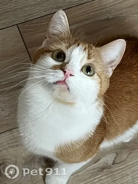 Пропала белорыжая кошка, Воронеж, Моск. пр. - photo