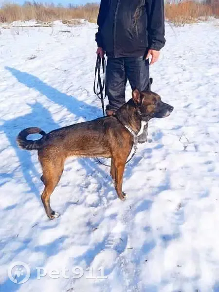 Пропала собака Спотти, Ежово, Пермский край - photo