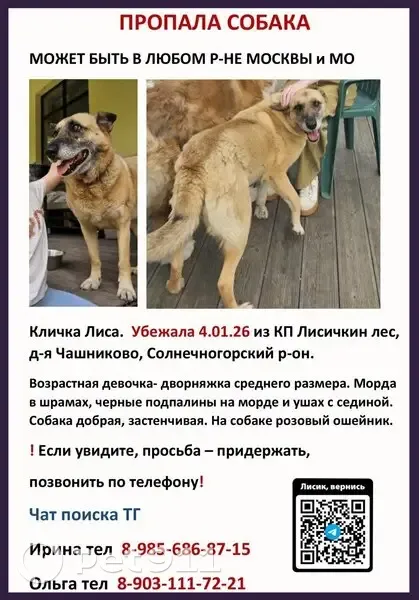 Пропала собака на Зелёной улице, помогите! - photo