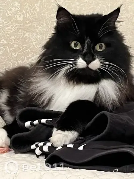 Пропала кошка, 68 Жуковка - photo