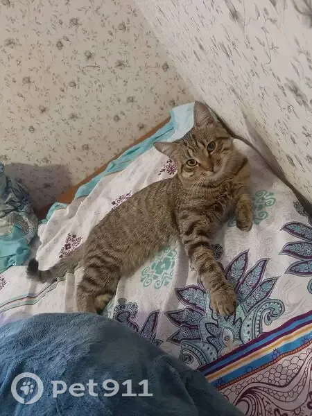 Пропал кот, ул. Василия Зайцева, 35 - photo