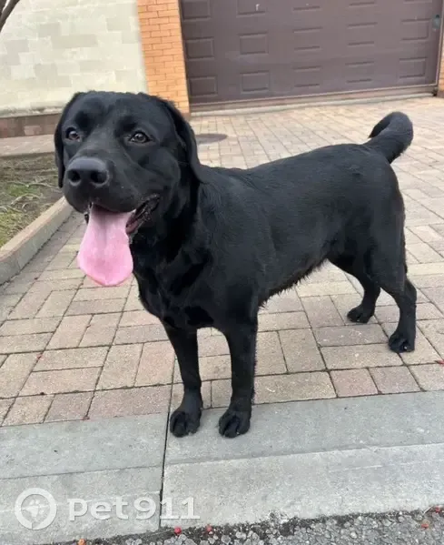 Лабрадор найден на Брюсова, 107, Краснодар - photo