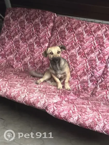 Пропала собака, 12-й Новый пер., 41, Таганрог - photo