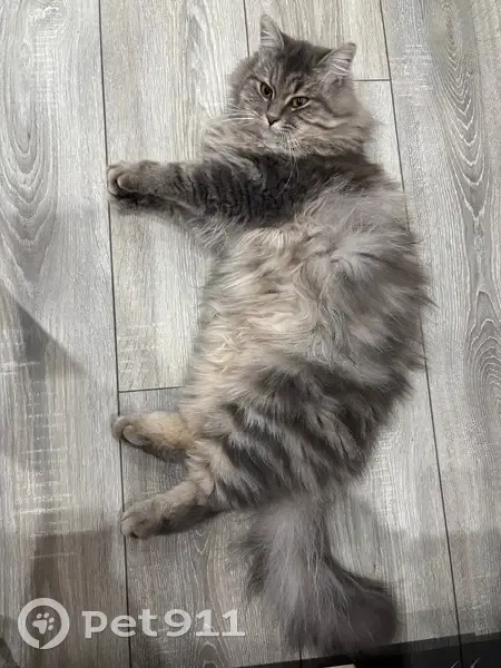 Пропала кошка, Ишкова 130, Михайловск - photo