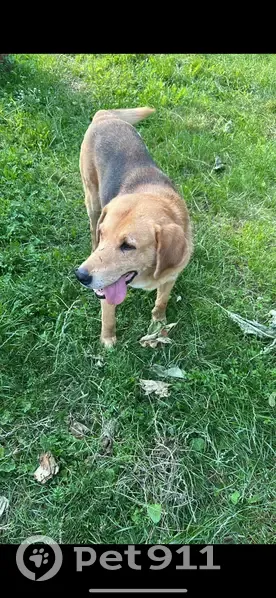 Пропала собака, Сотниково, Чувашия - photo