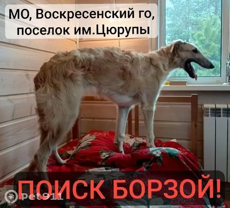 Пропала собака, Цюрупы, Центральная, 16 - photo